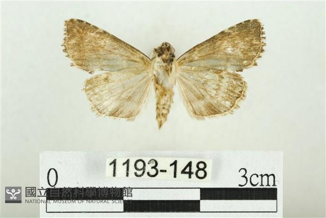 白斑散紋夜蛾藏品圖，第2張