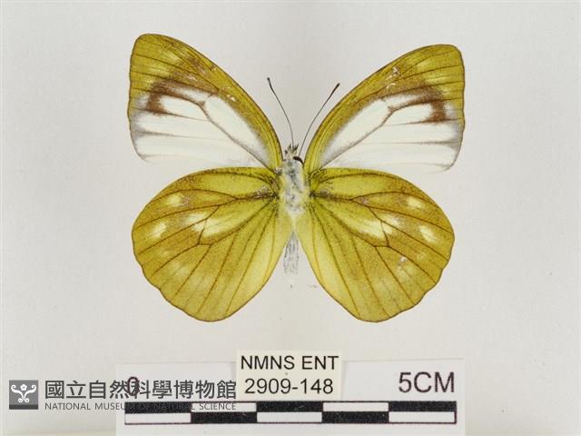 淡褐脈粉蝶藏品圖，第2張