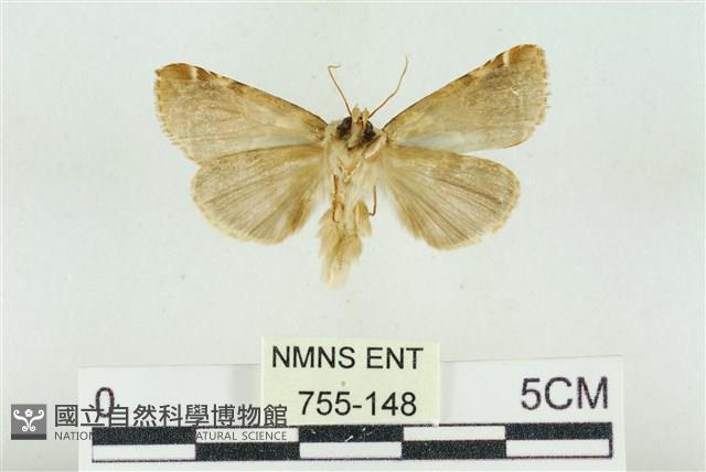 寬帶波紋蛾藏品圖，第2張