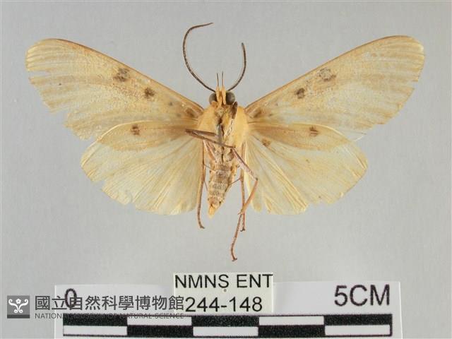 橙擬燈蛾藏品圖，第2張