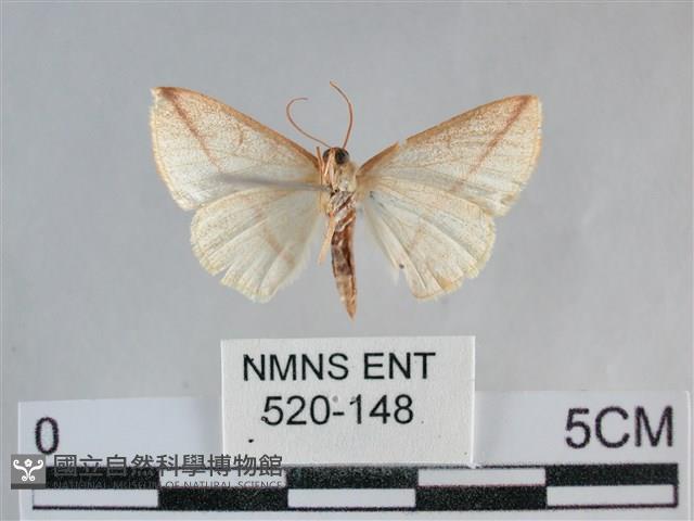 澄線尺蛾藏品圖，第2張