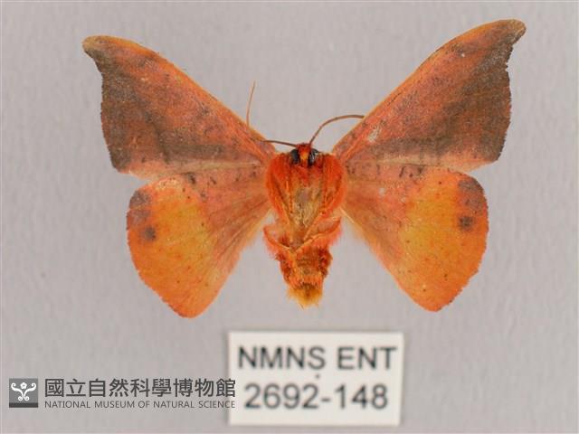 銀端帶鉤蛾藏品圖，第2張