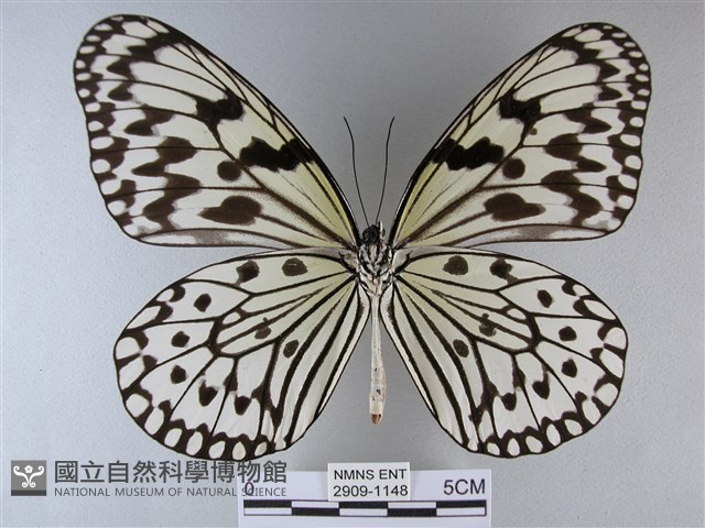 大白斑蝶藏品圖，第2張