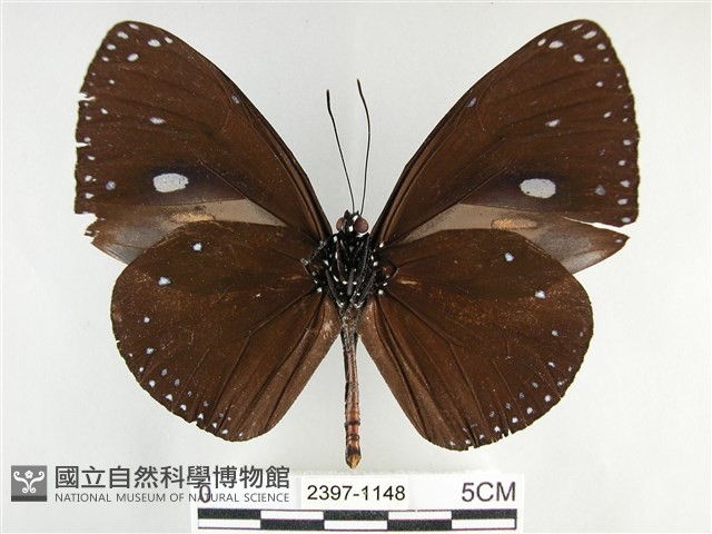 圓翅紫斑蝶藏品圖，第2張