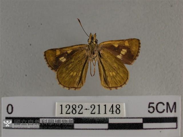 黃星弄蝶藏品圖，第2張