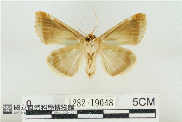 印華波紋蛾藏品圖，第2張