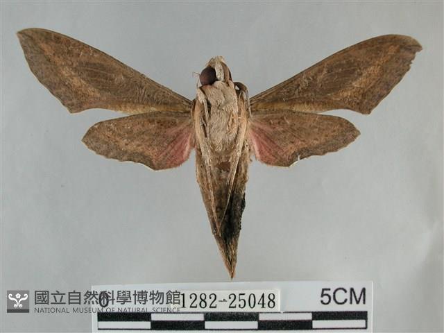 銀條斜線天蛾藏品圖，第2張