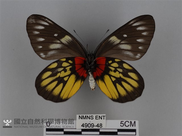 豔粉蝶藏品圖，第2張