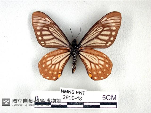 黃星斑鳳蝶藏品圖，第2張