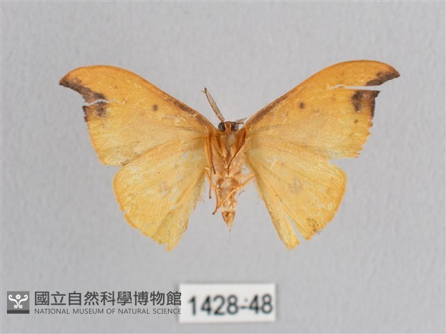 銀斑黃鉤蛾藏品圖，第2張