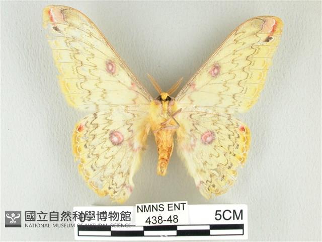 黃豹天蠶蛾藏品圖，第2張