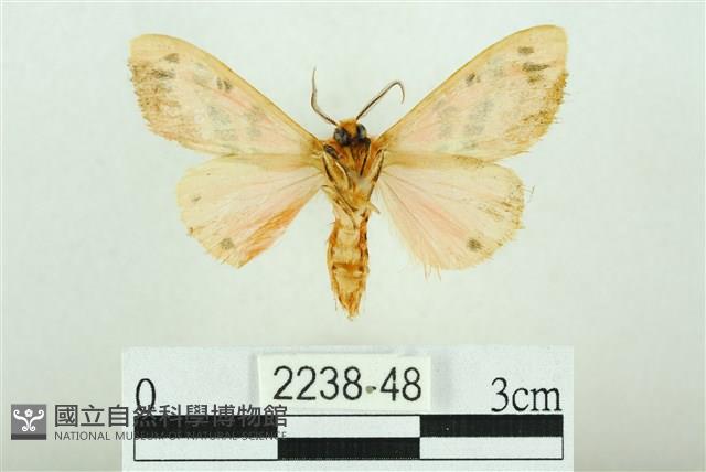 三條橙燈蛾藏品圖，第2張