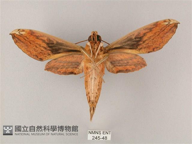 綠背斜紋天蛾藏品圖，第2張