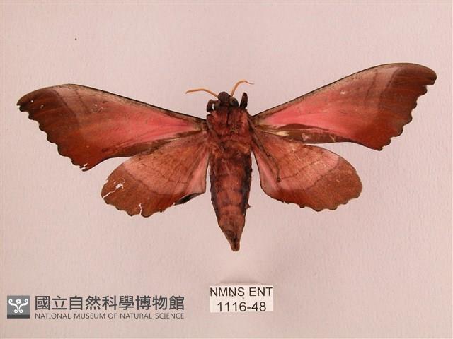 桃紅六點天蛾藏品圖，第2張