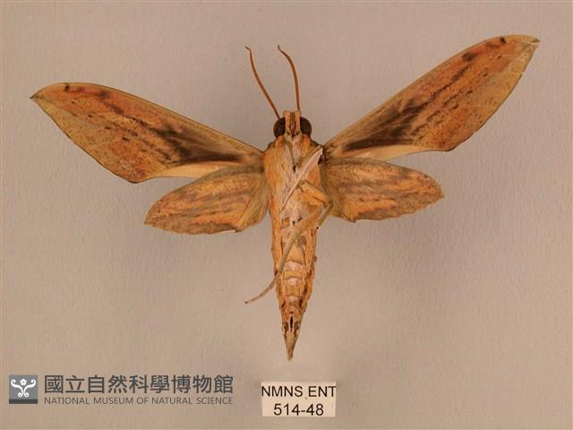 棕綠背線天蛾藏品圖，第2張