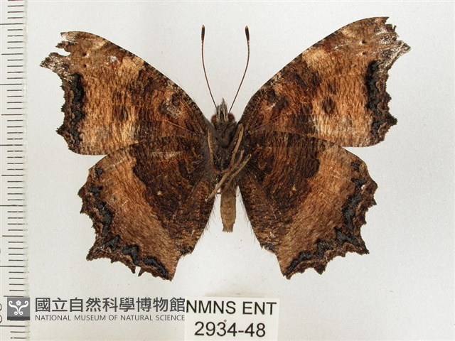 緋蛺蝶藏品圖，第2張