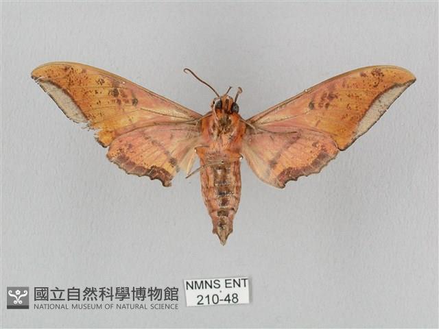 廣東鷹翅天蛾藏品圖，第2張