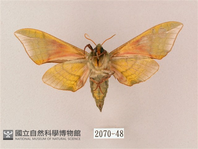 榆綠天蛾藏品圖，第2張