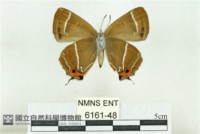 臺灣鐵灰蝶藏品圖，第2張