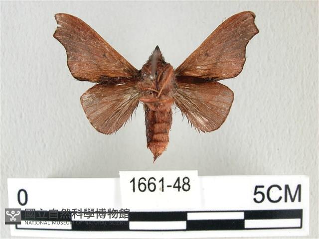 雙角小黑枯葉蛾藏品圖，第2張