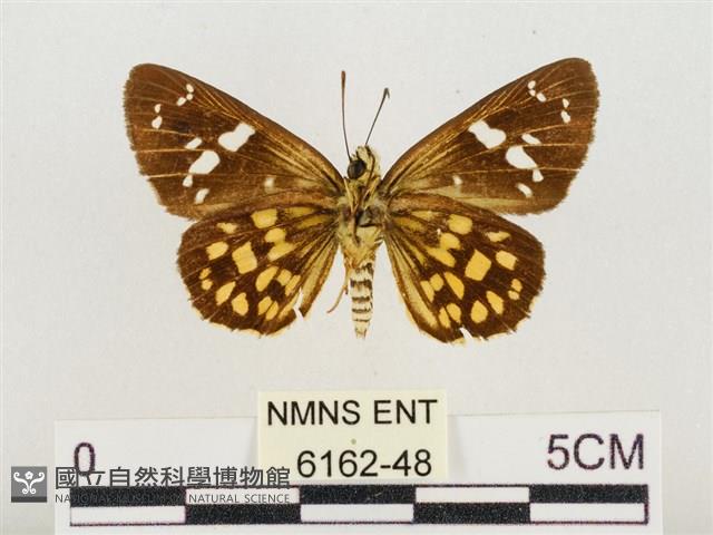 臺灣流星弄蝶藏品圖，第2張