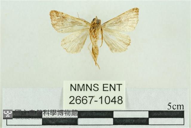 弧角散紋夜蛾藏品圖，第2張