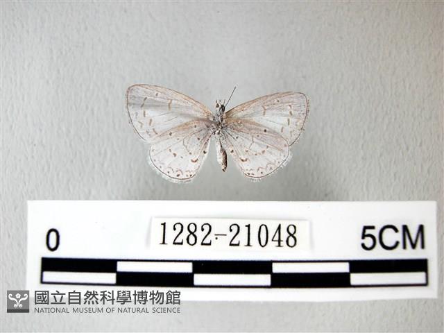 細邊琉灰蝶藏品圖，第2張