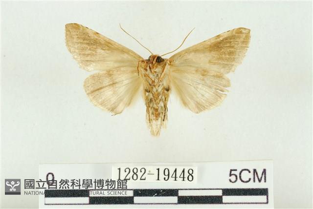 印華波紋蛾藏品圖，第2張