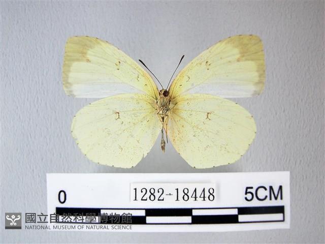 荷氏黃蝶藏品圖，第2張