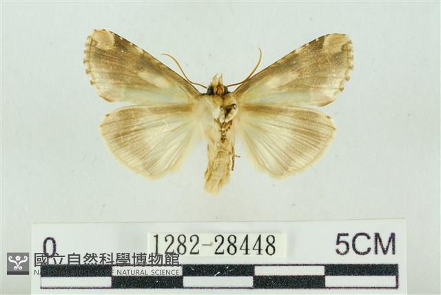 連珠波紋蛾藏品圖，第2張