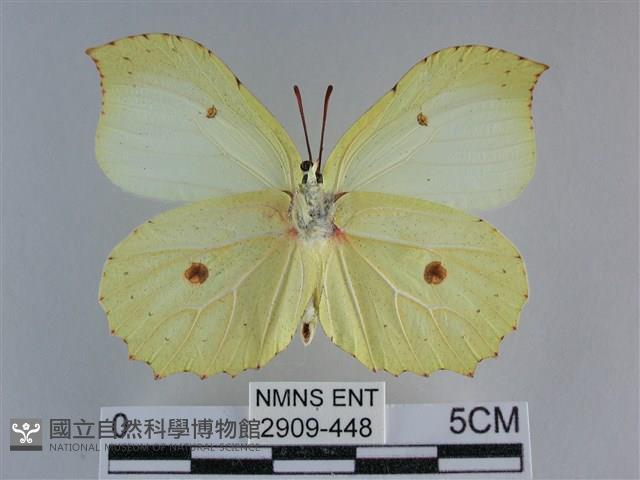 臺灣鉤粉蝶藏品圖，第2張