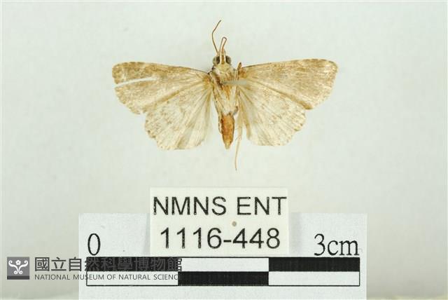 白斑散紋夜蛾藏品圖，第2張