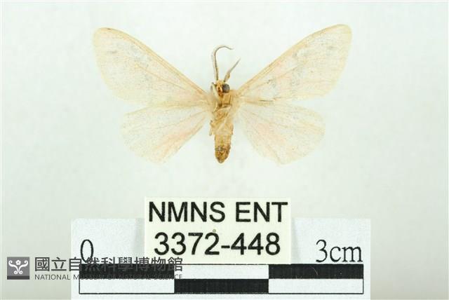 三條橙燈蛾藏品圖，第2張