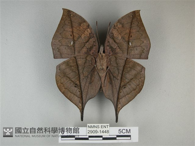 枯葉蝶藏品圖，第2張