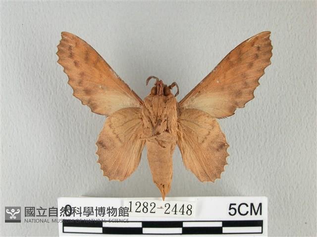 鋸緣枯葉蛾藏品圖，第2張