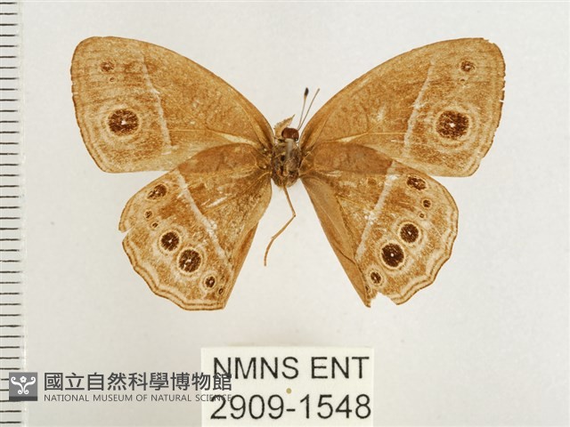 淺色眉眼蝶藏品圖，第2張