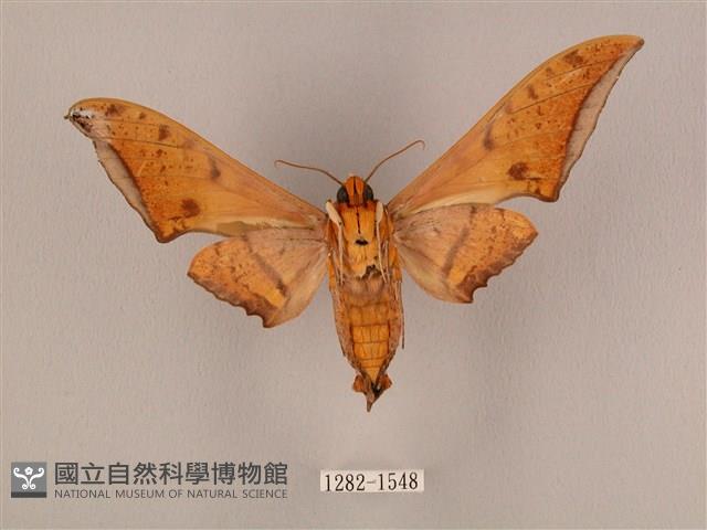 裂斑鷹翅天蛾藏品圖，第2張