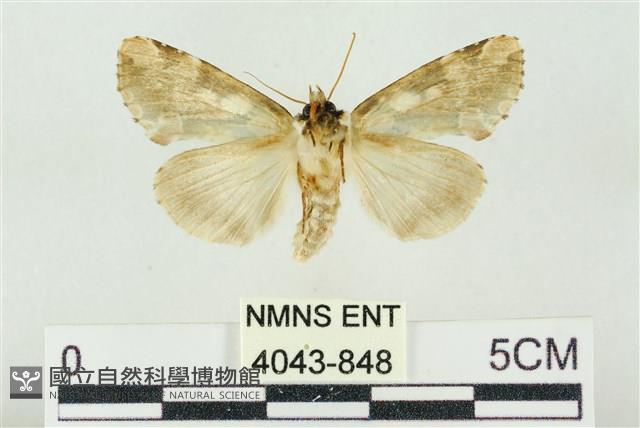 連珠波紋蛾藏品圖，第2張