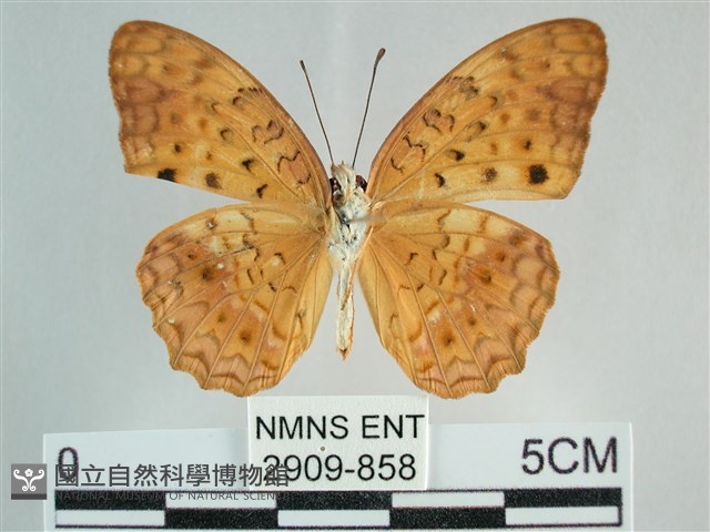 琺蛺蝶藏品圖，第2張