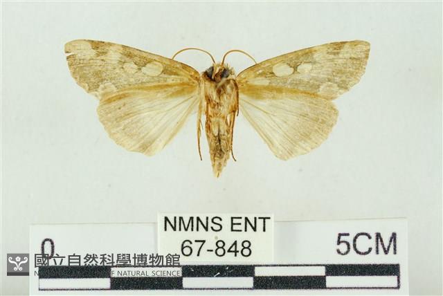 連珠波紋蛾藏品圖，第2張