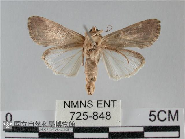 斜紋夜盜蛾藏品圖，第2張