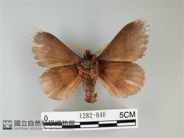 隱波紋枯葉蛾藏品圖，第2張