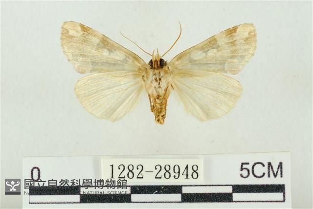 連珠波紋蛾藏品圖，第2張