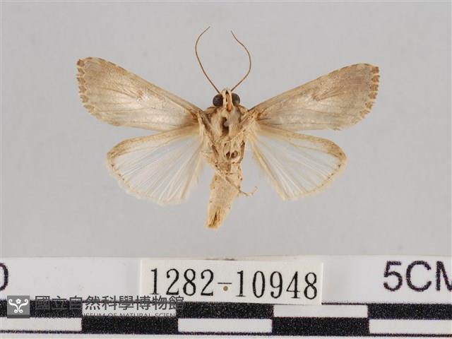 斜紋夜盜蛾藏品圖，第2張