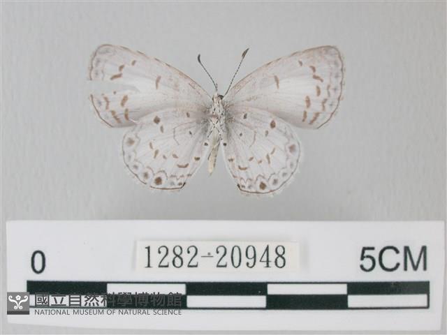 靛色琉灰蝶藏品圖，第2張
