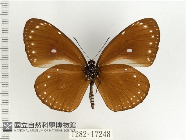 小紫斑蝶藏品圖，第2張