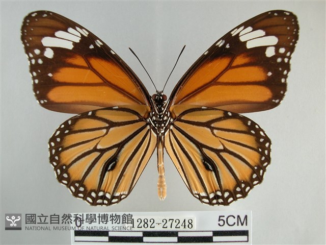 黑脈樺斑蝶藏品圖，第2張