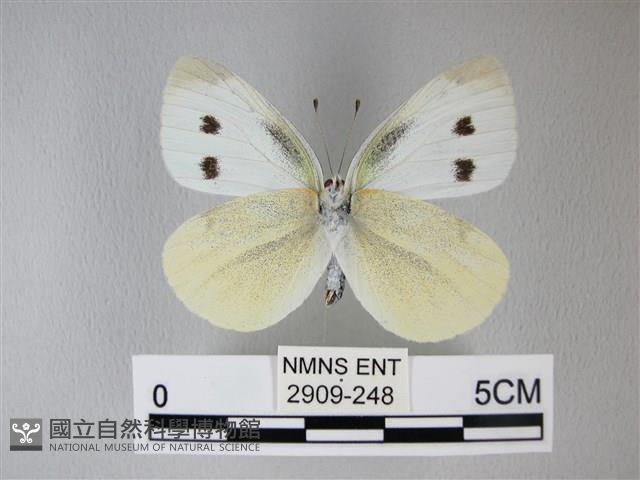 白粉蝶、紋白蝶藏品圖，第2張