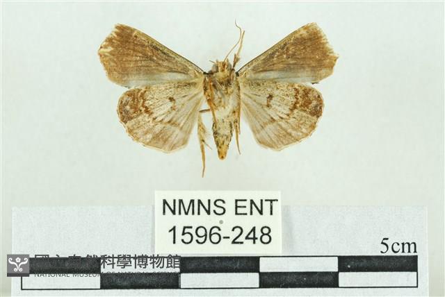 粉紅帶散紋夜蛾藏品圖，第2張
