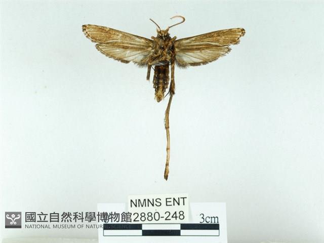 長腳大織蛾藏品圖，第2張